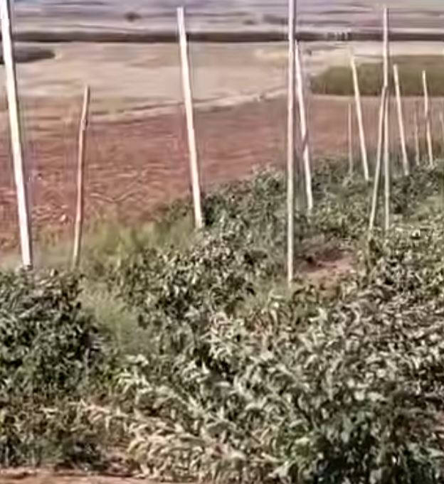 kozan.gr: Κομνηνά Εορδαίας: Αγρότης ξηλώνει τις μηλιές του, καθώς η καλλιέργεια δεν είναι πλέον βιώσιμη – «Αγκάθι» το αυξημένο κόστος παραγωγής και οι χαμηλές τιμές πώλησης (Βίντεο0