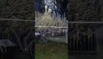 kozan.gr: Ξεκίνησε η χιονόπτωση στο Καταφύγι Βελβεντό