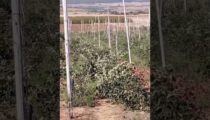 kozan.gr: Κομνηνά Εορδαίας: Αγρότης ξηλώνει τις μηλιές του