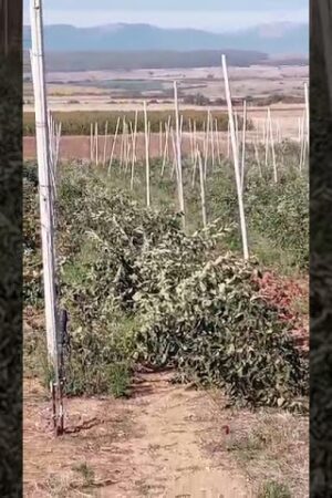 kozan.gr: Κομνηνά Εορδαίας: Αγρότης ξηλώνει τις μηλιές του
